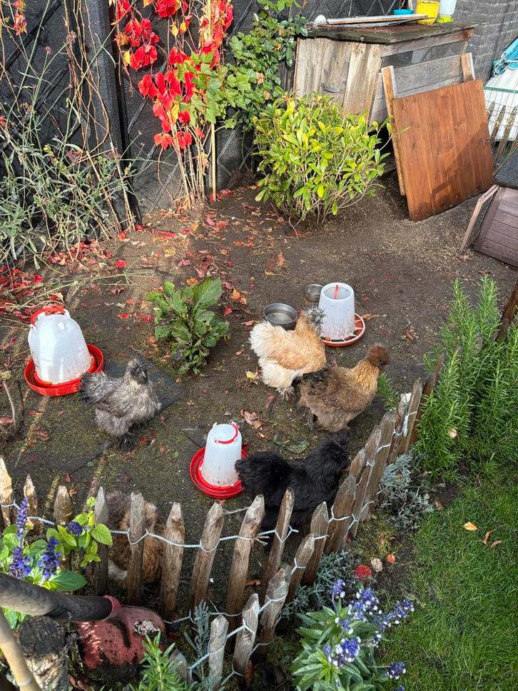 Zijdehoender usa kuikens, Dieren en Toebehoren, Pluimvee, Kip, Geslacht onbekend