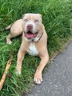 Dek reu pablo bully xxl, Dieren en Toebehoren, 1 tot 2 jaar, Eén hond, Nederland, Particulier