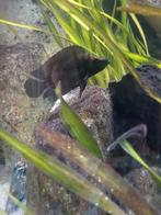Calvus Black Pearl jongen 1 t/4 cm tanganyika, Dieren en Toebehoren, Vis