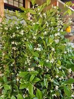 De laatste 3 Red Robin Glansmispel / Photinia, Tuin en Terras, Planten | Struiken en Hagen, Ophalen, Overige soorten, Struik, 100 tot 250 cm