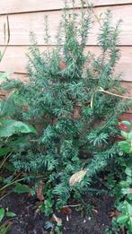 Kerstboompje 80 cm, Ophalen, Zo goed als nieuw