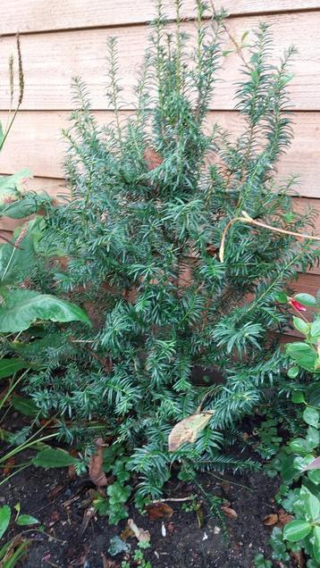 Kerstboompje 80 cm  beschikbaar voor biedingen