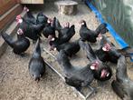 Java krielen zwart, Dieren en Toebehoren, Meerdere dieren, Kip