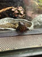 Bombina orientalis - Chinese vuurbuikpadjes, Dieren en Toebehoren, Reptielen en Amfibieën, 0 tot 2 jaar