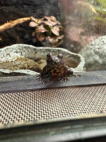 Bombina orientalis - Chinese vuurbuikpadjes beschikbaar voor biedingen