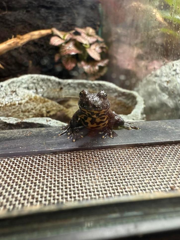 Bombina orientalis - Chinese vuurbuikpadjes, Dieren en Toebehoren, Reptielen en Amfibieën, 0 tot 2 jaar