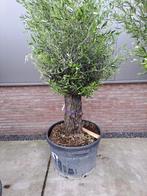 Olijf bomen XL, Tuin en Terras, Planten | Bomen, Ophalen of Verzenden