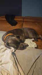 Cane corso teefje zoekt nieuw thuis, Dieren en Toebehoren, Particulier, Rabiës (hondsdolheid), Overige rassen, Buitenland