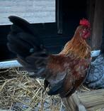 1x klein serama haantje of haan, Dieren en Toebehoren, Pluimvee, Mannelijk, Kip
