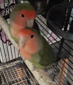 Twee perzikkopagapornissen te koop, Dieren en Toebehoren, Meerdere dieren, Dwergpapegaai of Agapornis