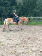 Super Haflinger Merrie, Dieren en Toebehoren, Paarden, Merrie, Dressuurpaard