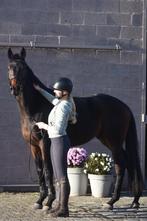 Bloedmooie, SUPERbrave, correcte rijpaardruin, B, Gechipt, Ruin, 3 tot 6 jaar