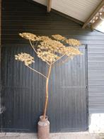 Gedroogde Berenklauw, Ophalen, Nieuw