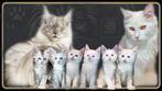 Maine Coon kittens – nu 11 weken oud – Stamboom & 2 j. Gar., Dieren en Toebehoren, Meerdere dieren, Gechipt, 0 tot 2 jaar