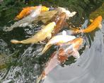 mooie koi, Karper of Koi
