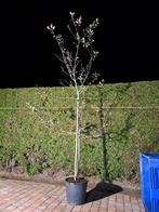 Appelboom Elstar, Ophalen, Lente, Volle zon, Overige soorten