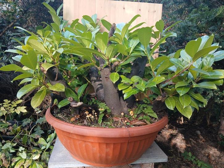 Pre bonsai laurieskers. Vlotstijl., Tuin en Terras, Planten | Bomen, Ophalen of Verzenden