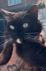 Black & White solid ragdoll zoekt for ever home, Dieren en Toebehoren, Poes, Gechipt, 0 tot 2 jaar