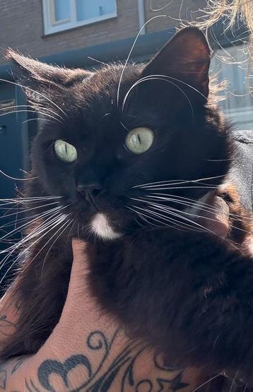 Black & White solid ragdoll zoekt for ever home beschikbaar voor biedingen