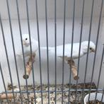 Kanaries zie foto’s, Dieren en Toebehoren, Vogels | Kanaries, Meerdere dieren, Kleurkanarie