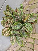 Aglaonema XXXL p19 (7)