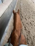 Bijrijder aangeboden/Bijrijpony gezocht, Dieren en Toebehoren, Ophalen, Nieuw