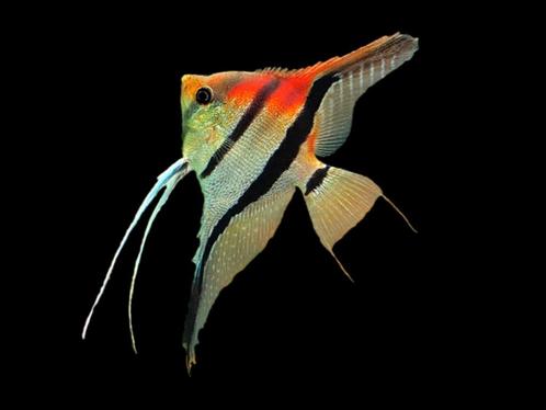 Nieuw binnen!!! maanvis Manacapuru red back!!!, Dieren en Toebehoren, Vissen | Aquariumvissen, Zoetwatervis, Vis