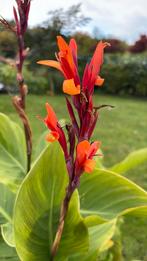 mooie canna indica rhizoom knol, Tuin en Terras, Ophalen of Verzenden, Volle zon, Knol