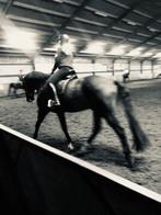 Bijrijpaard/leasepaard gezocht, Dieren en Toebehoren, Ophalen of Verzenden, Zo goed als nieuw