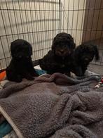Cockapoo pups, Dieren en Toebehoren, België, Particulier, Overige rassen, CDV (hondenziekte)