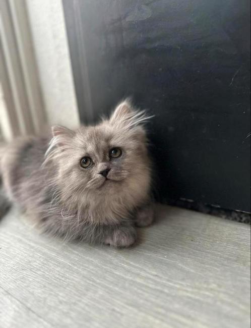 Brits Langhaar Katertje – Blue Shaded (10 weken), Dieren en Toebehoren, Katten en Kittens | Overige Katten, Kater