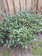 Skimmia japonica, Ophalen, Overige soorten