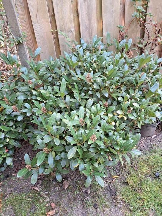 Skimmia japonica, Tuin en Terras, Planten | Struiken en Hagen, Overige soorten, Ophalen
