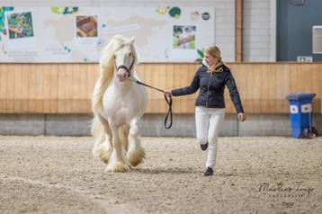 Goed gekeurde cremello pintaloosa tinker dekhengst pssm vrij