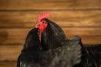 Australorp haan 7 mnd. Raszuiver, Dieren en Toebehoren, Pluimvee, Mannelijk, Kip