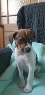 Boerenfox pups, Dieren en Toebehoren, 6 jaar of ouder, Parvo, Meerdere, Meerdere dieren