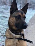 Kruising holandse met mechelse herder, Reu, CDV (hondenziekte), Eén hond, 3 tot 5 jaar