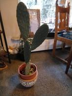 Cactus  hoogte 72 cm, Ophalen of Verzenden, Cactus, Volle zon, Minder dan 100 cm