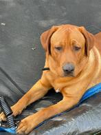 Labrador Dekreu ( niet te koop) met stamboom, Dieren en Toebehoren, Honden | Dekreuen, Rabiës (hondsdolheid), Meerdere, 1 tot 2 jaar