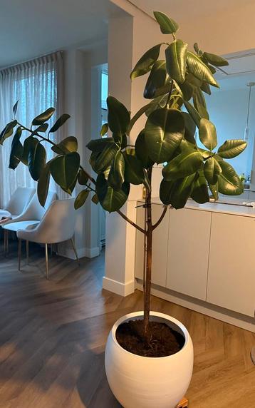 Ficus Elastica Robusta op stam | boom | 188 cm | incl. pot beschikbaar voor biedingen