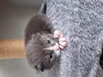 Kittens, Dieren en Toebehoren, Kater
