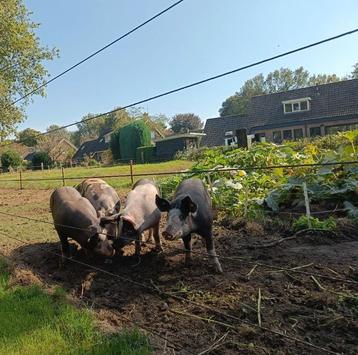 Scharrel varkensvlees vlees pakketten beschikbaar voor biedingen