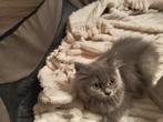 Britse korthaar kittens, Dieren en Toebehoren, Katten en Kittens | Raskatten | Korthaar