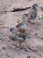Vrouwelijke mandarijn eendjes, Dieren en Toebehoren, Vogels | Overige Vogels, Vrouwelijk