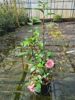 Camelia Spring Festival ca. 100 cm hoog, Tuin en Terras, Planten | Struiken en Hagen, Ophalen of Verzenden, Overige soorten, Struik
