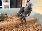 Te koop: Jonge Grijzeroodstaart Papegaai, Dieren en Toebehoren, Geslacht onbekend, Papegaai, Geringd