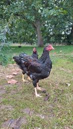 Jonge haantjes Barnevelder, Dieren en Toebehoren, Mannelijk, Kip