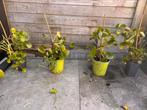 Pannenkoekplantjes 7,50 p/s, Huis en Inrichting, Kamerplanten, Ophalen, Halfschaduw, Minder dan 100 cm