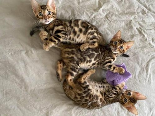 Bengaalse / bengaal kittens met raszuivere stamboom, Dieren en Toebehoren, Katten en Kittens | Dekkaters