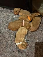 Maltipoo x - Boomer pups, Dieren en Toebehoren, 8 tot 15 weken, Meerdere, Meerdere dieren, Klein